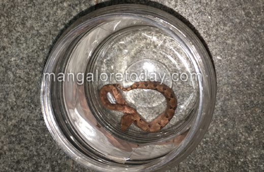 snake bite case wenlock